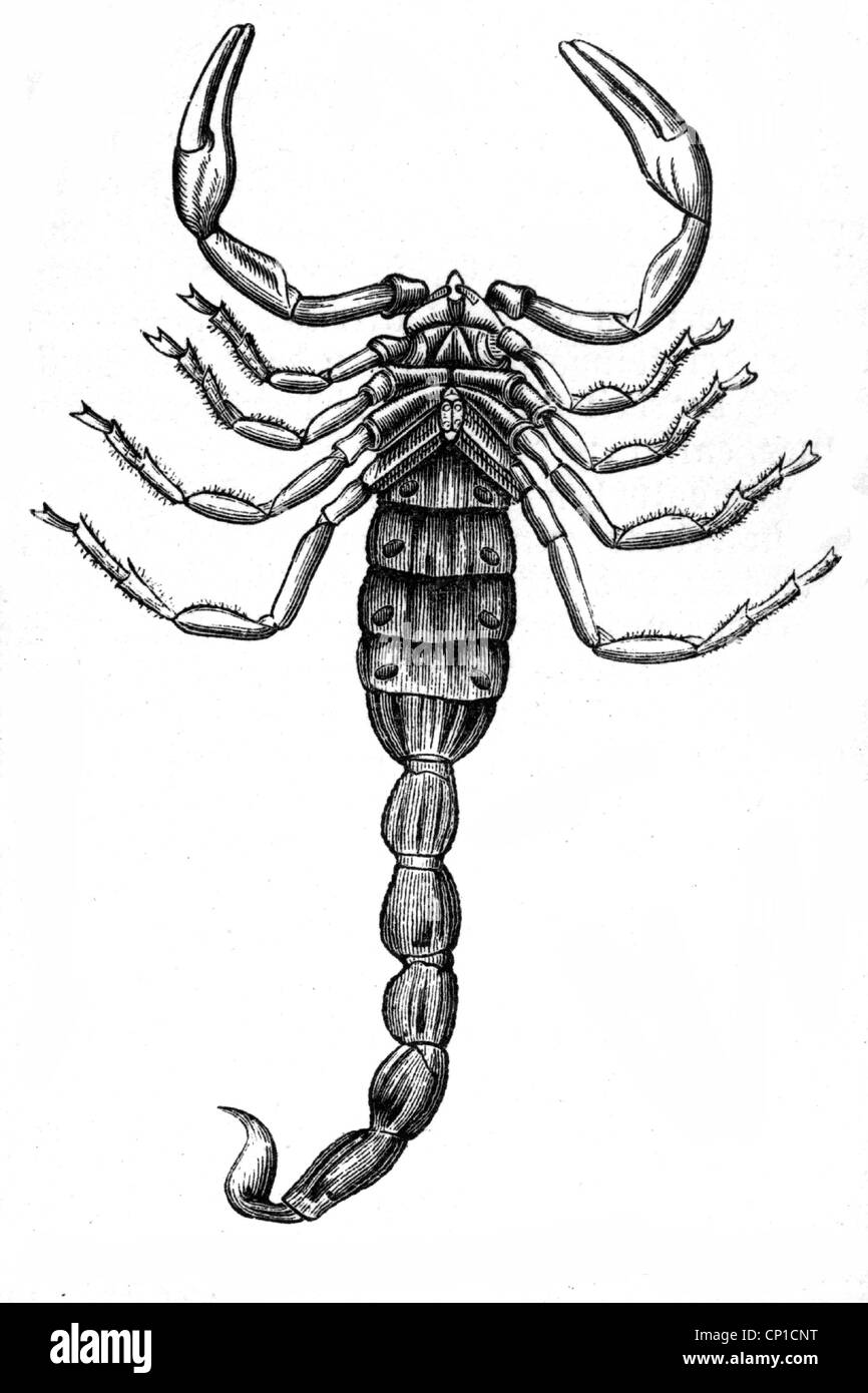 zoology, arachnid, scorpion, African scorpion, (buthus afer L.) , underside, wood engraving, 19th century, bottom, leg, legs, claw, claws, spine, spines, caudal, Africa, animal, animals, clipping, cut out, cut-out, cut-outs, Scorpius, Scorpio, Scorpion, arachnid, arachnids, historic, historical, Additional-Rights-Clearences-Not Available Stock Photo