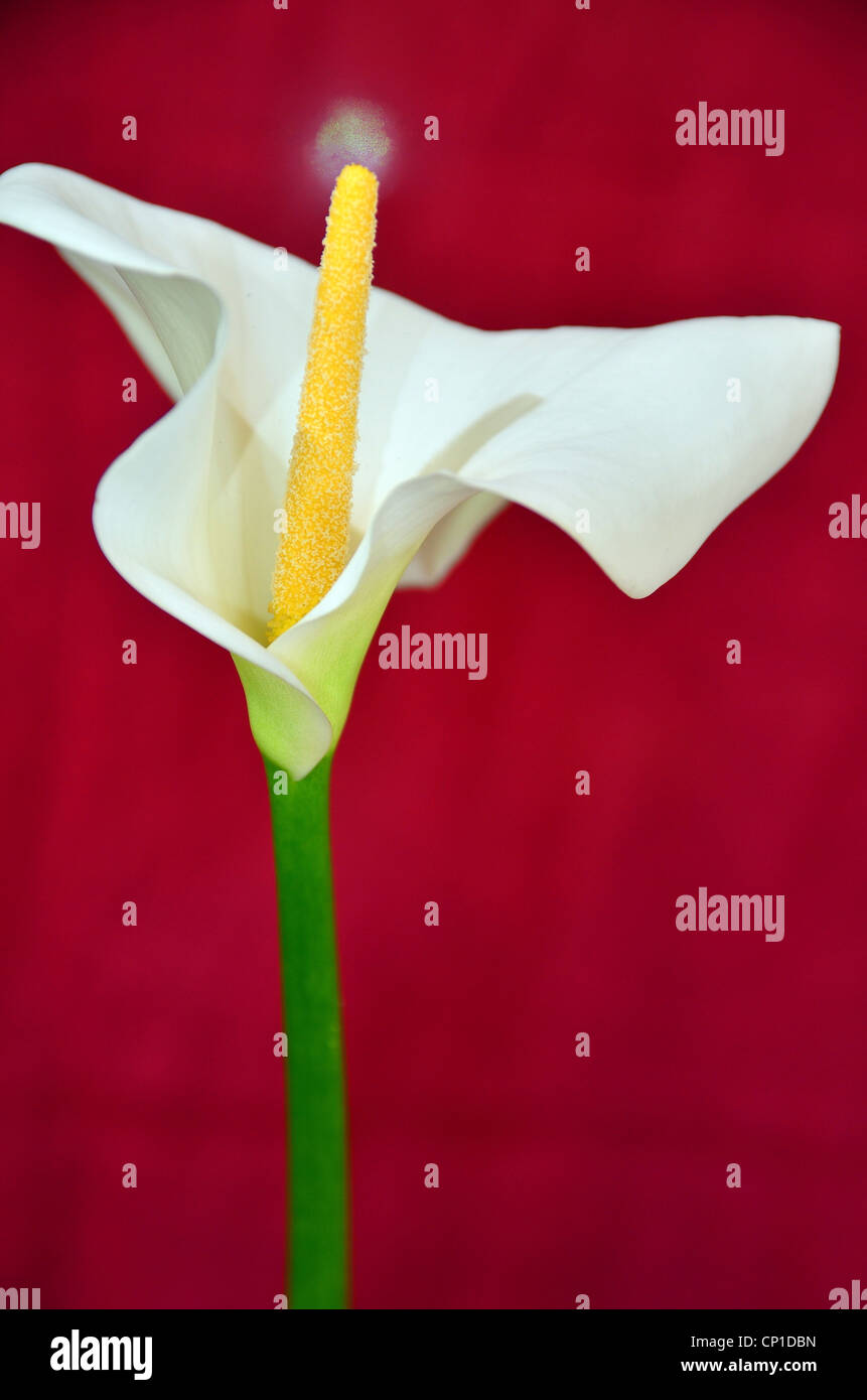 Calla lily on red background Stock Photo Alamy