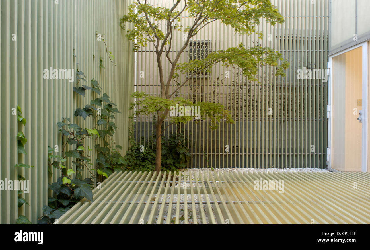 Tree growing in minimalist garden Stock Photo - Alamy