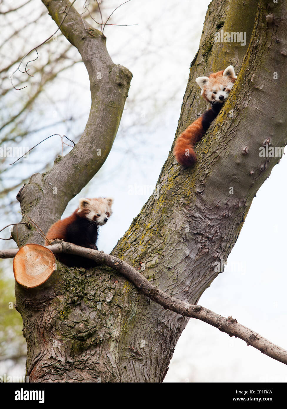 a male and female red panda up a tree in an enclosure at Birmingham Nature centre in the UK Stock Photo