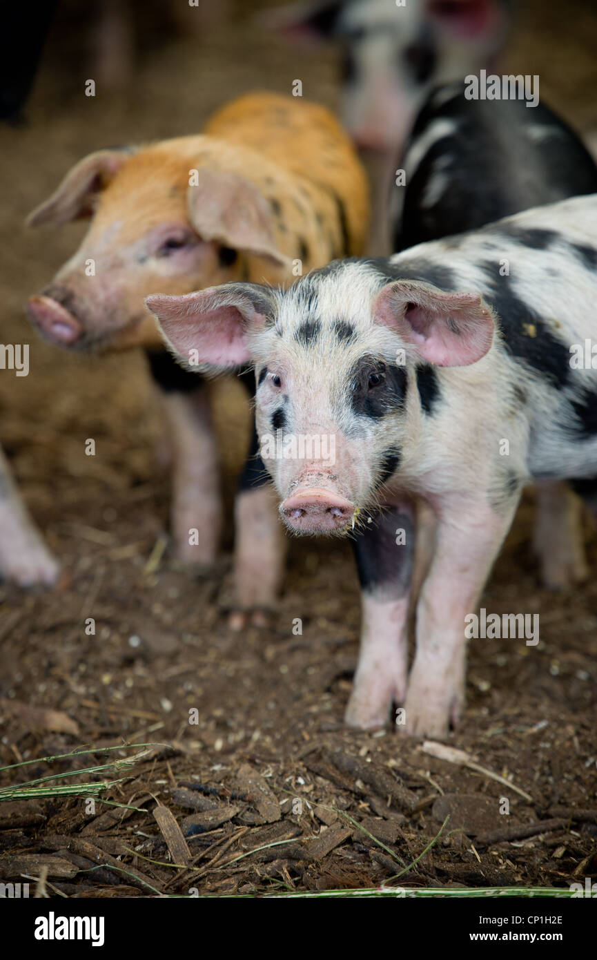Pigs in a pen on a farm  Stock Photo