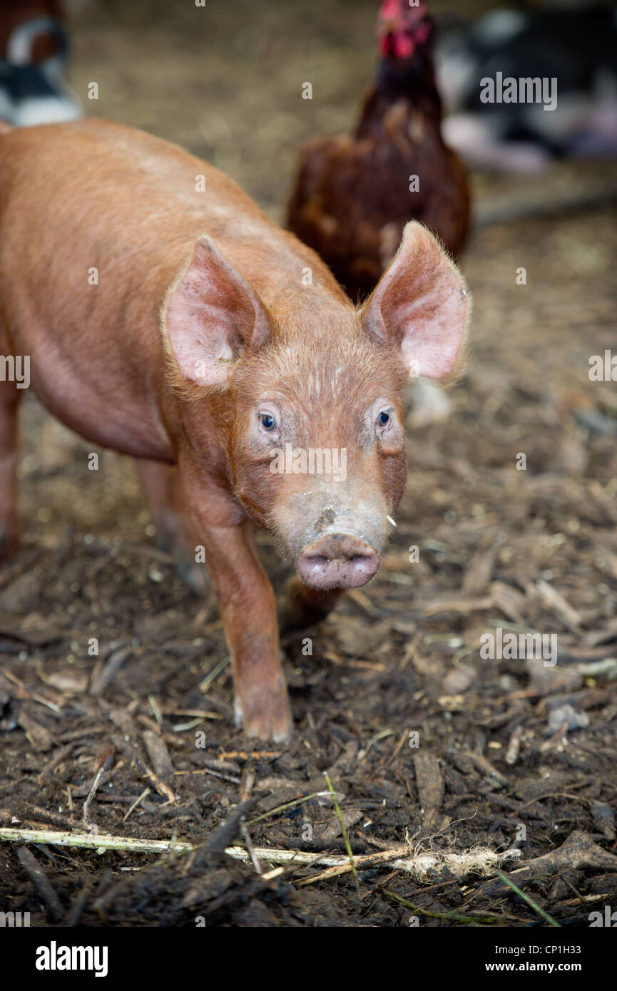 Pig and chicken in a pen on a farm  Stock Photo