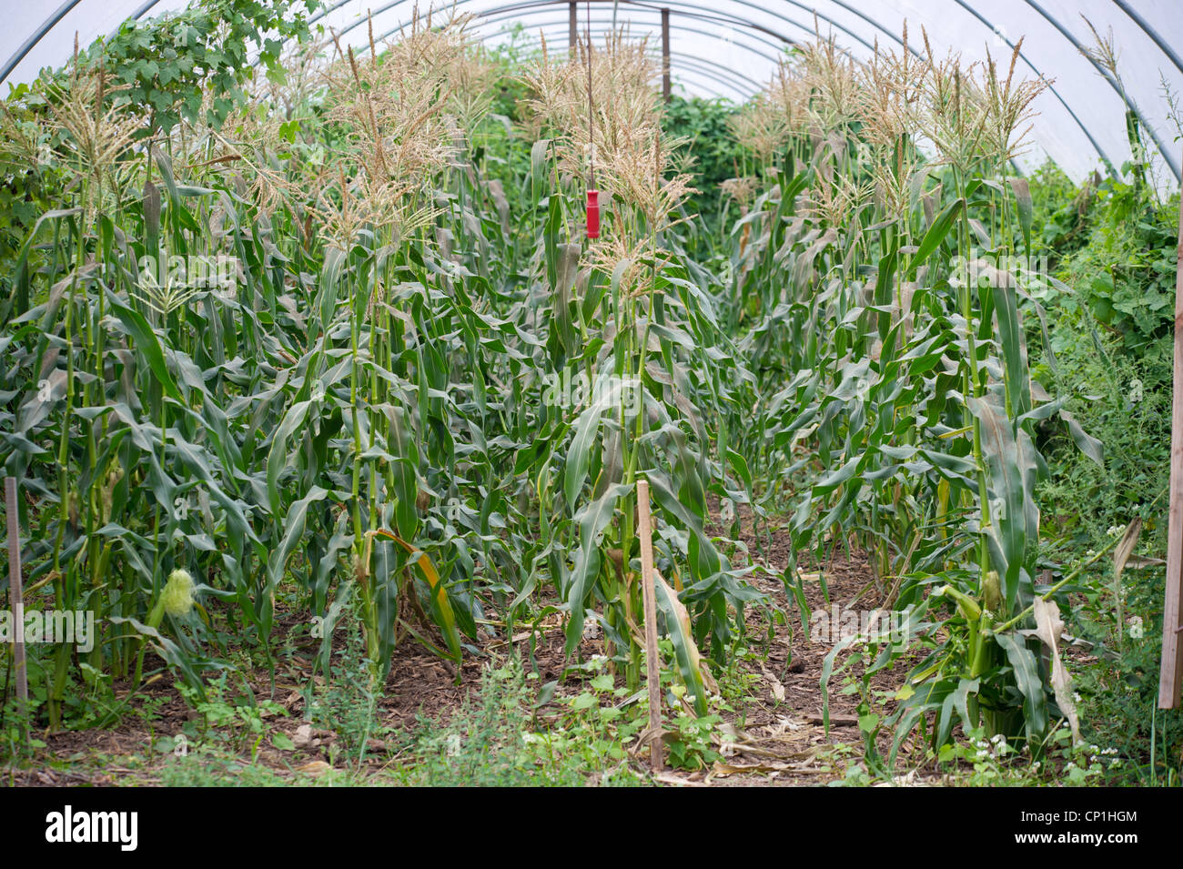 Corn crops raised inside a greenhouse Stock Photo Alamy