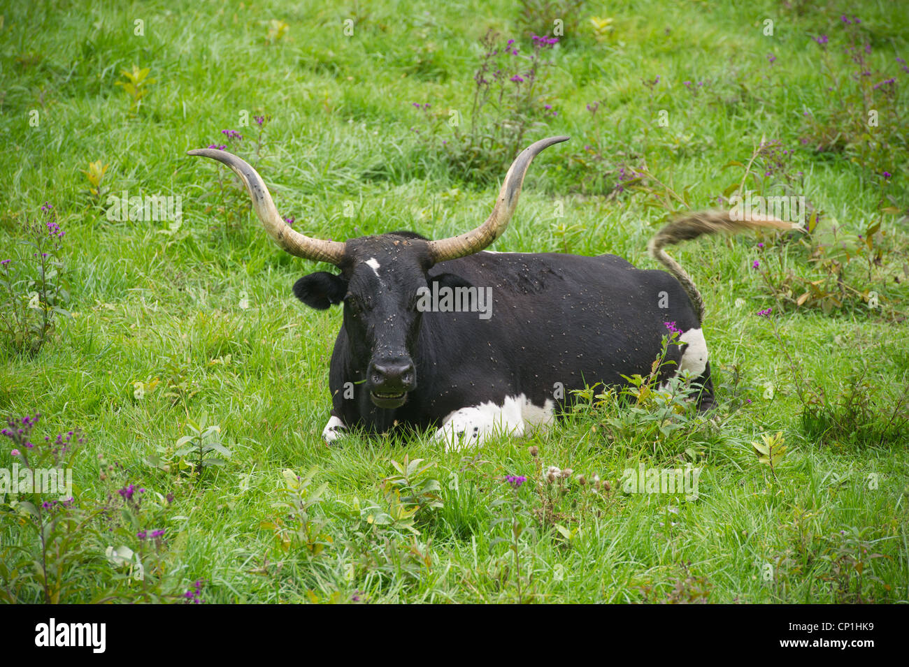 Longhorn Steer laying in a pasture Stock Photo