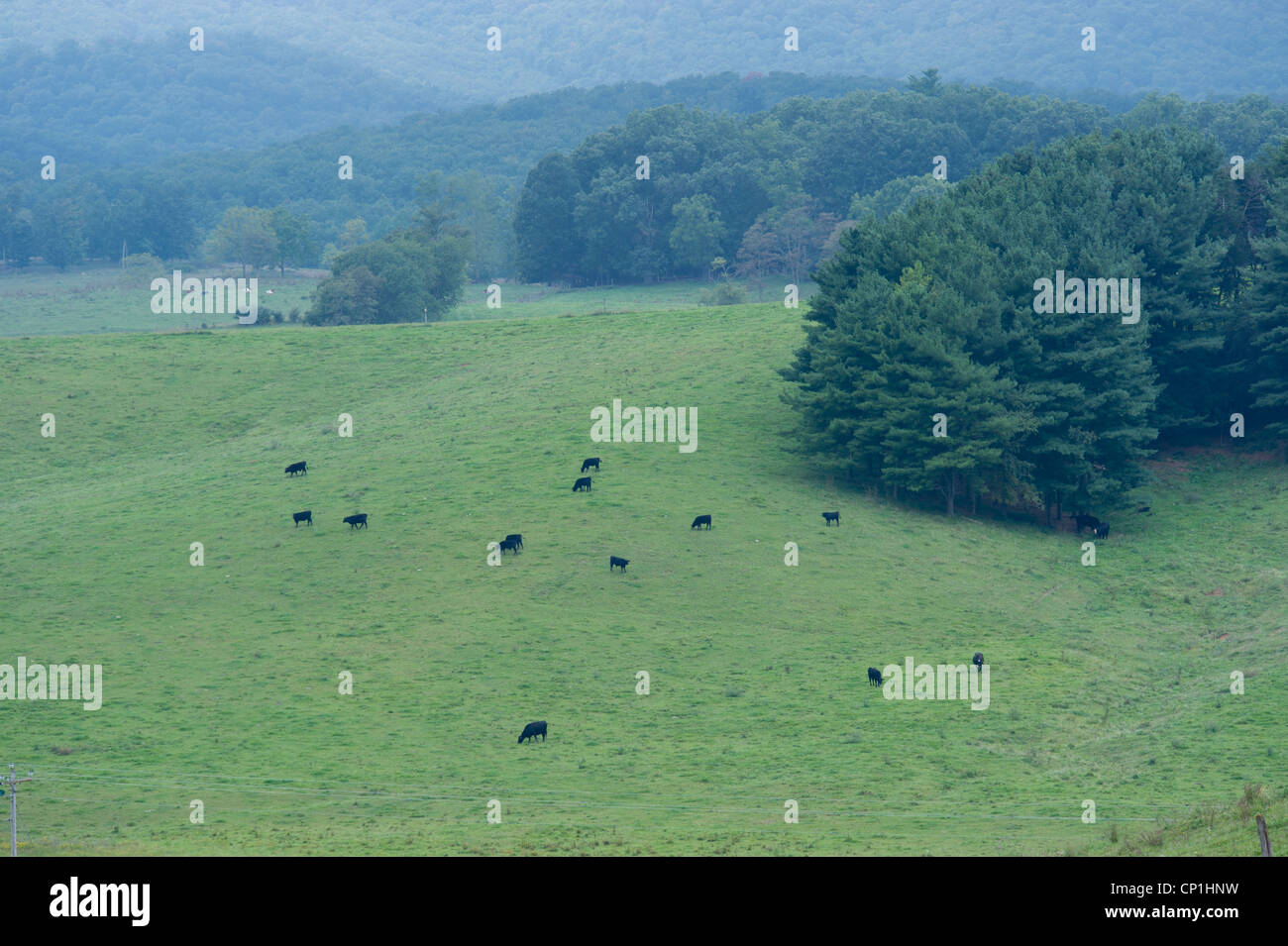 Cattle grazing mountain pasture hi-res stock photography and images - Alamy