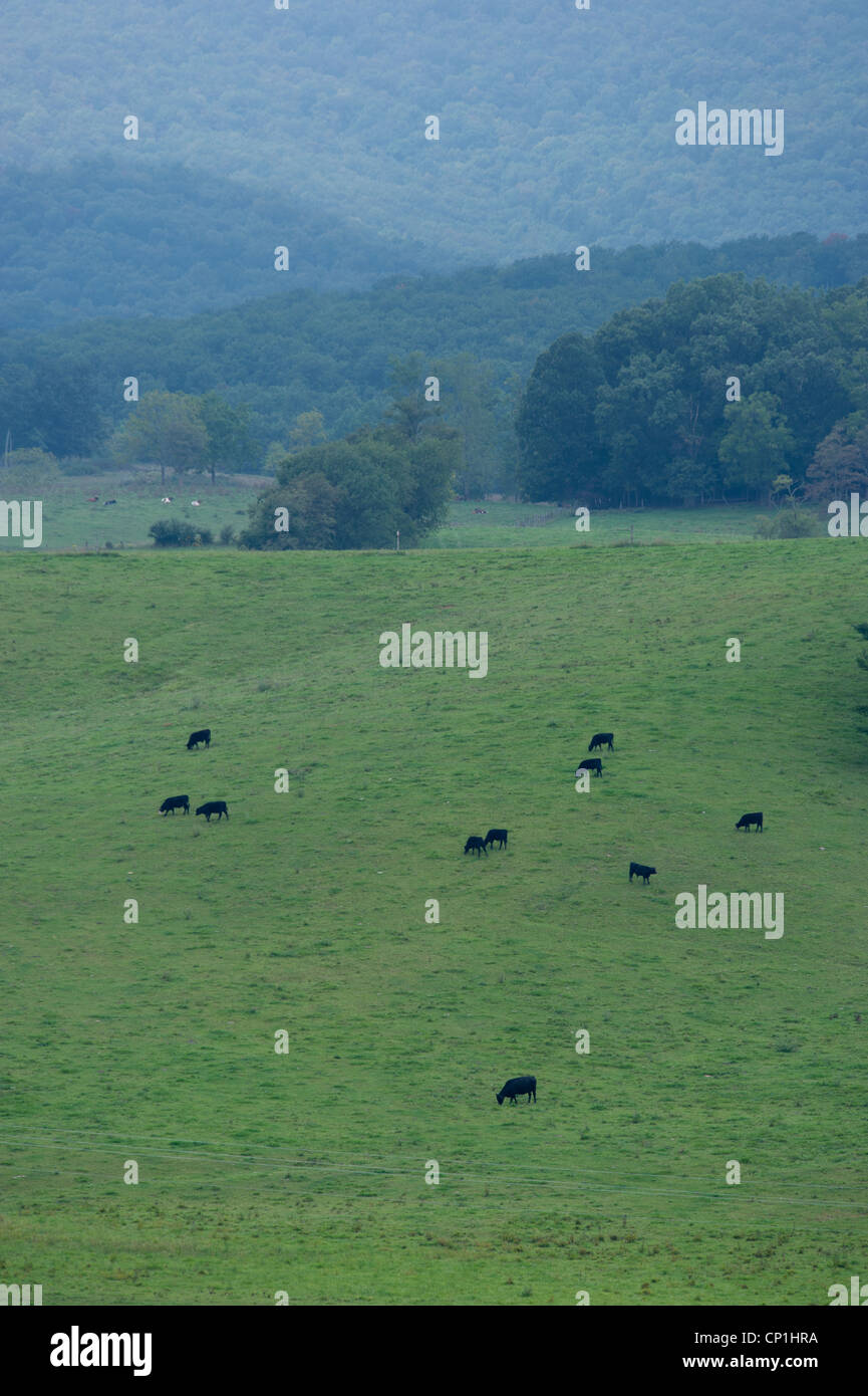 Cattle grazing mountain pasture hi-res stock photography and images - Alamy
