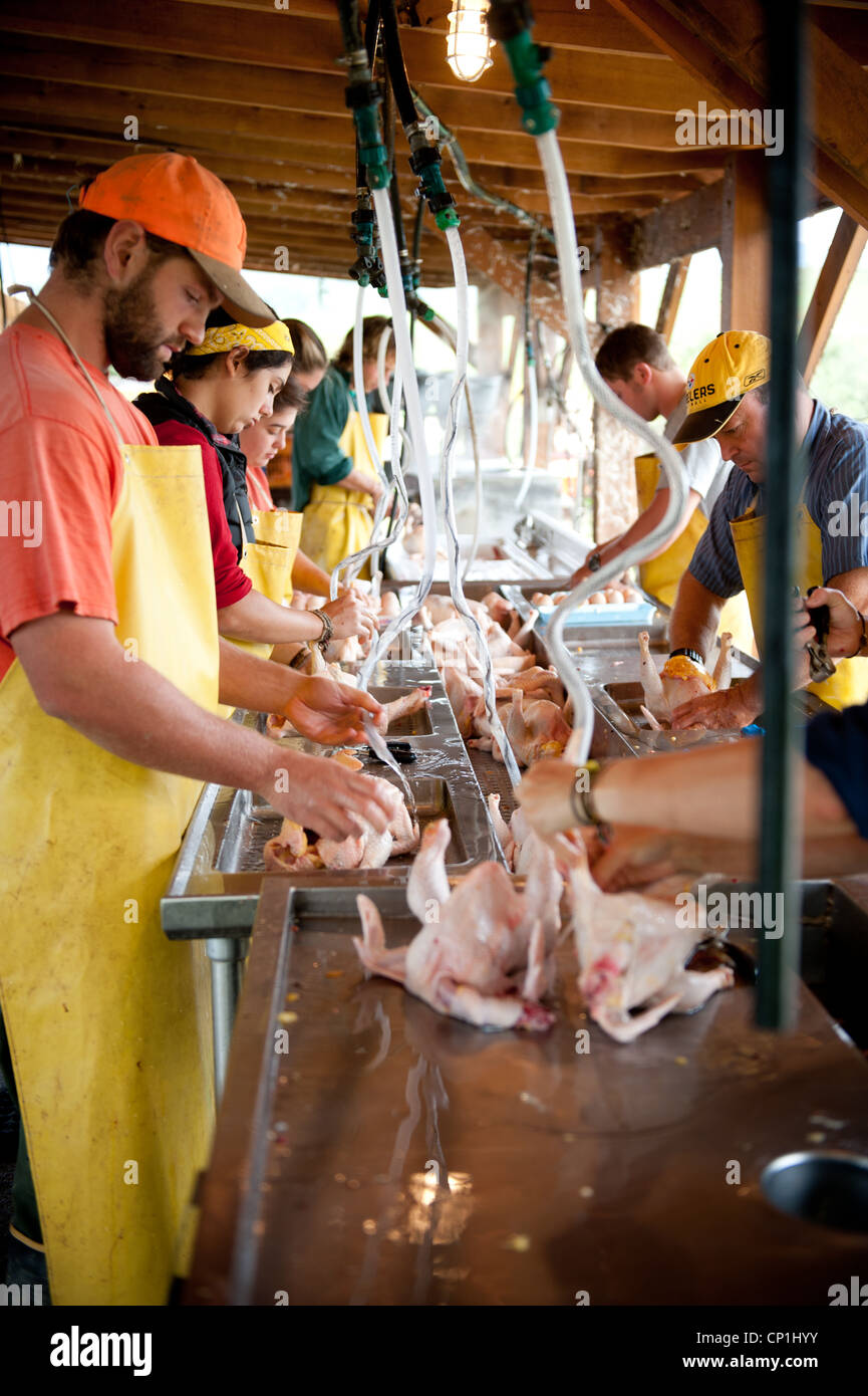 Group cleaning and preparing slaughtered chickens on a poultry farm Stock Photo