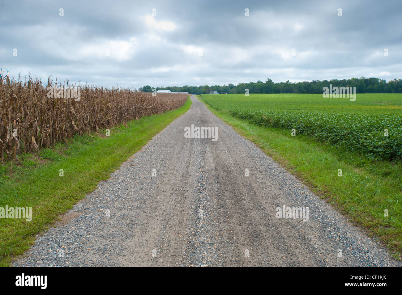 Gravel road through farm pasture Stock Photo
