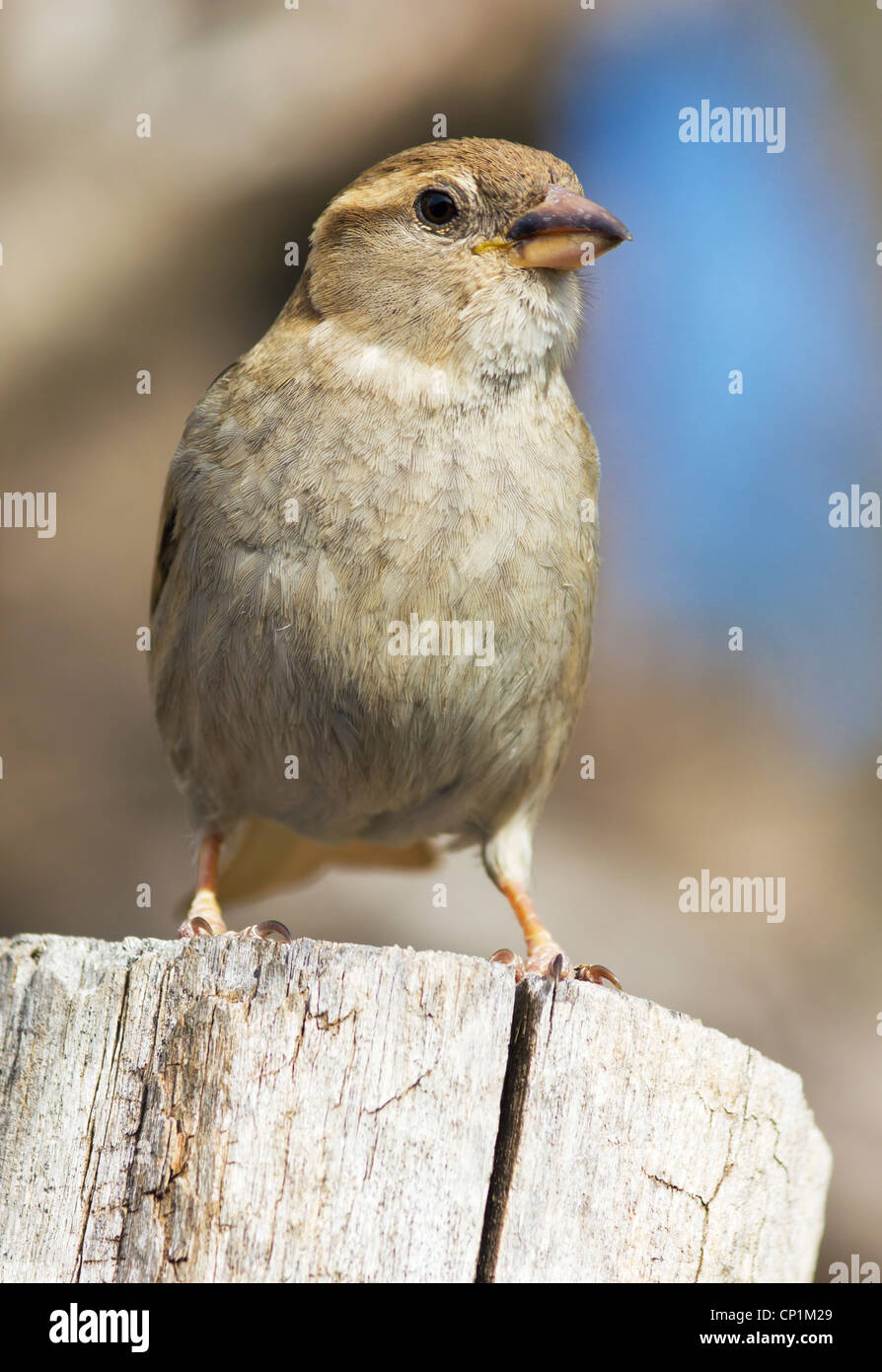 House Sparrow female (Passer Domesticus) Stock Photo