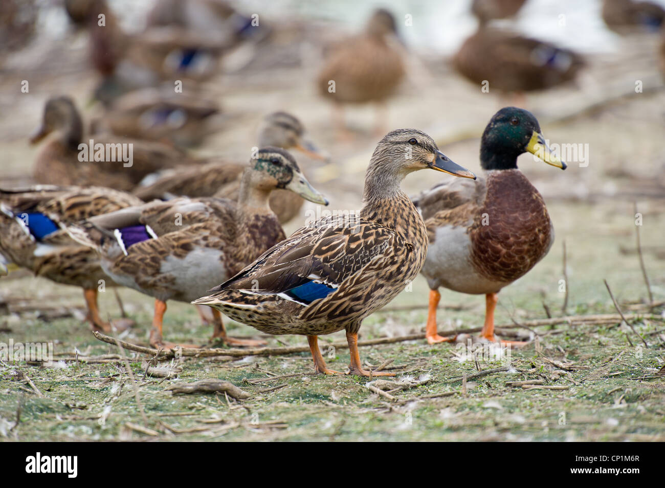 Pond with crop of ducks for duck hunting Stock Photo