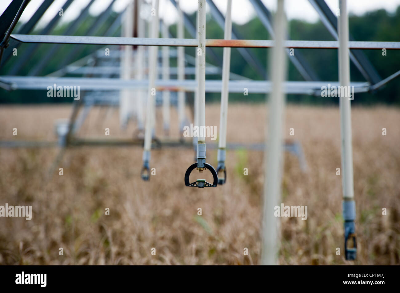 Irrigation system over corn crop Stock Photo