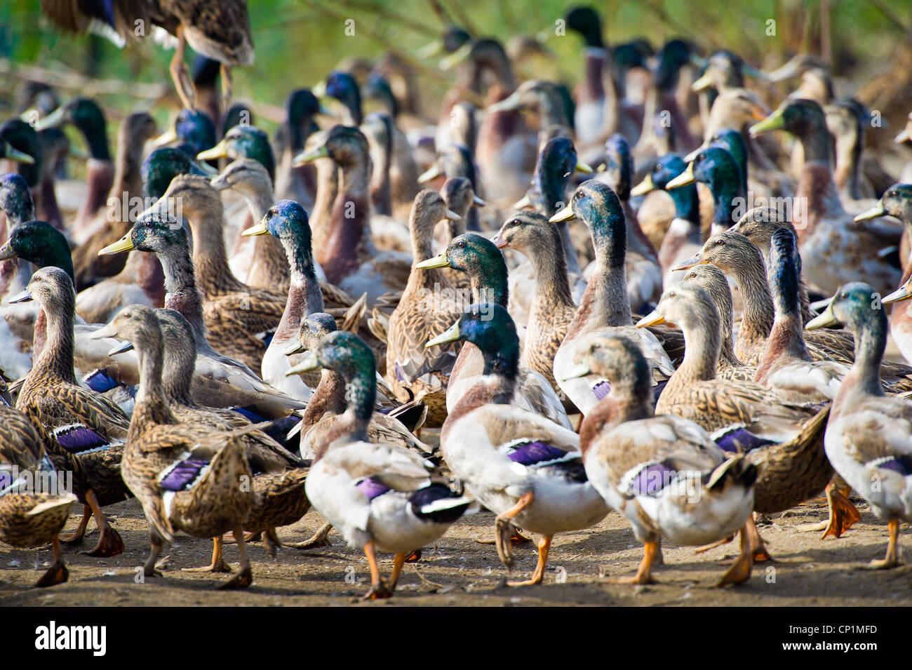 Flock of ducks on farm for duck hunting Stock Photo Alamy