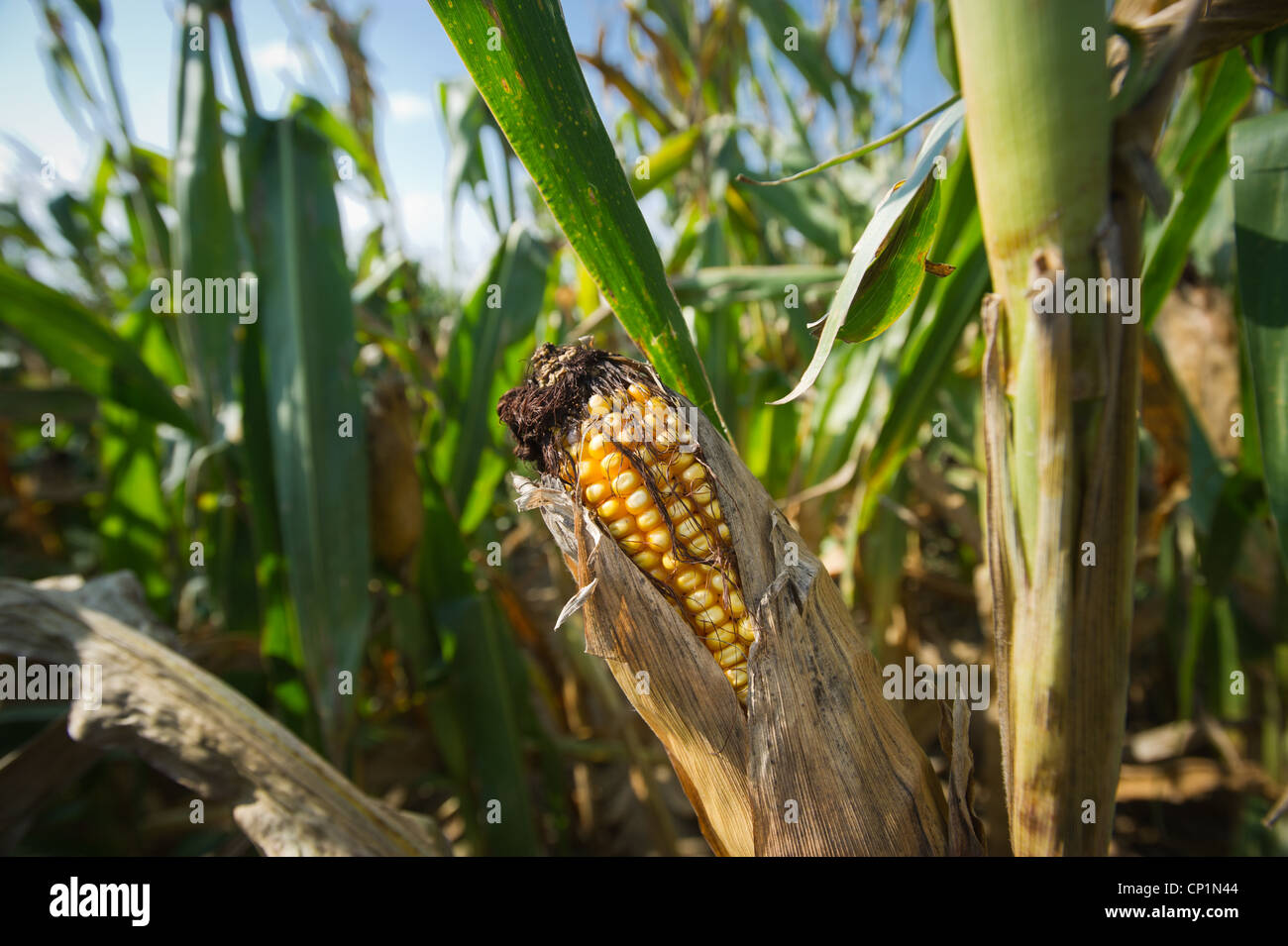 Corn crop damage Stock Photo