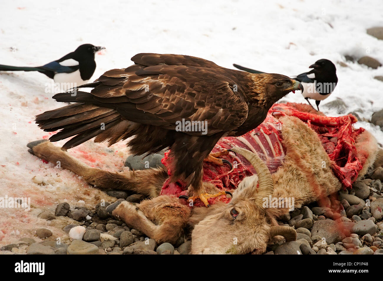Golden Eagle Aquila Chrysaetos Feeding On Bighorn Sheep