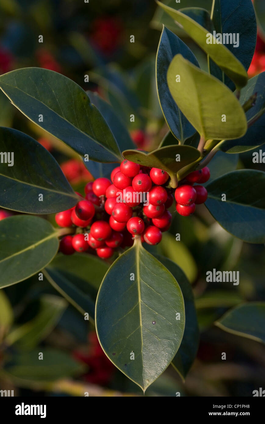 Leaves and berries of Cotoneaster lacteus, Royal Botanical Gardens at Kew. Stock Photo