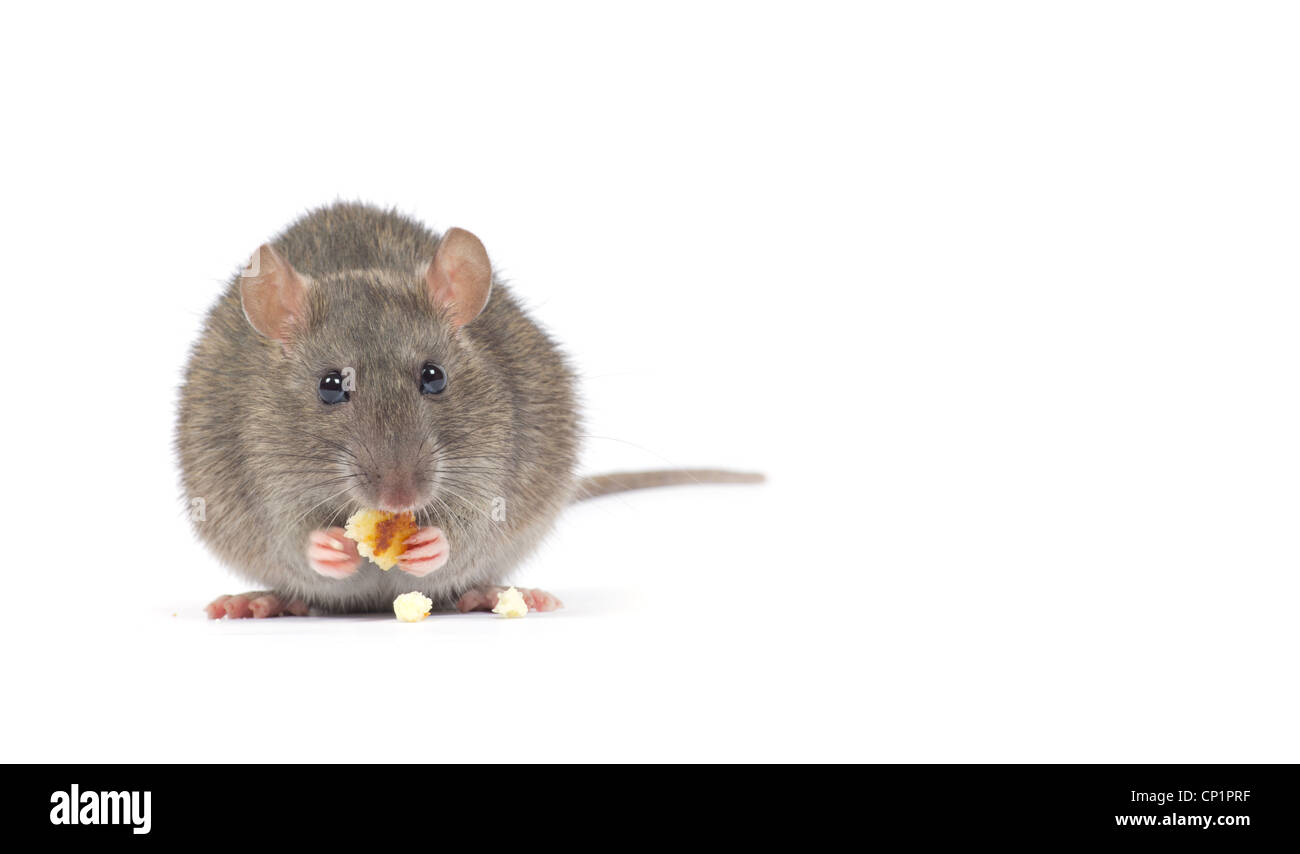 rat isolated on white background Stock Photo - Alamy