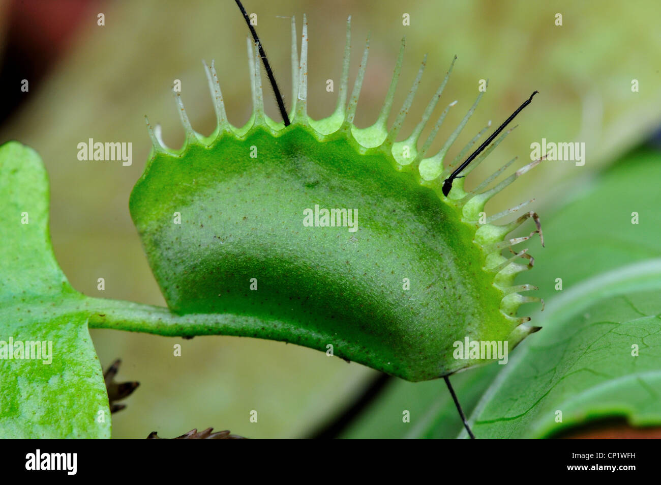 A bug caught in a Venus Flytrap Dionaea muscipula. Stock Photo