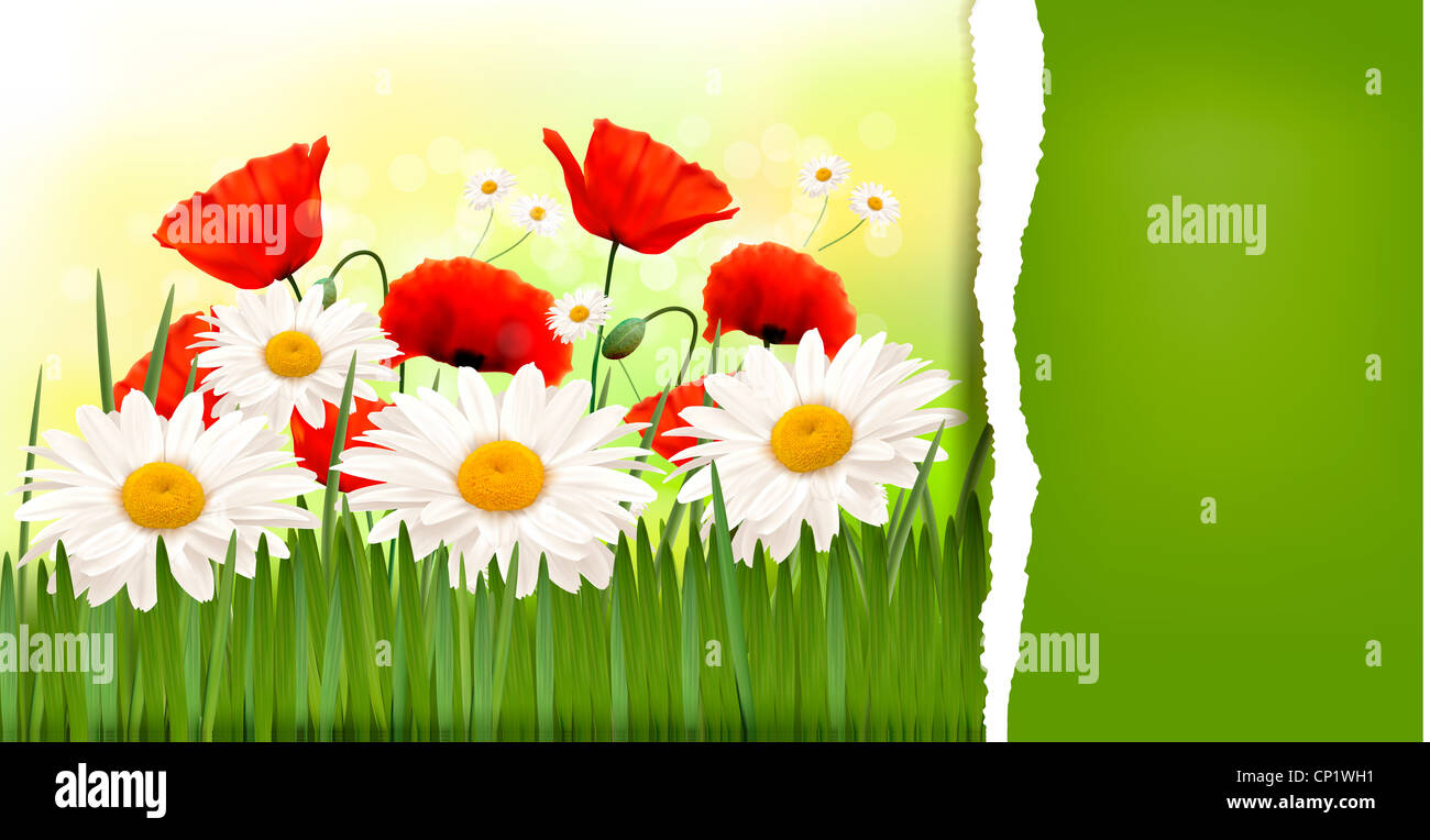 Spring background with red poppies and daisies Stock Photo