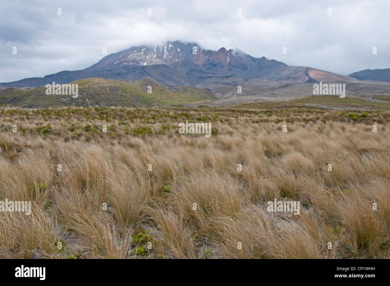Mount Ruapehu in Togariro National Park, New Zealand, with red tussock grass making an attractive foreground Stock Photo
