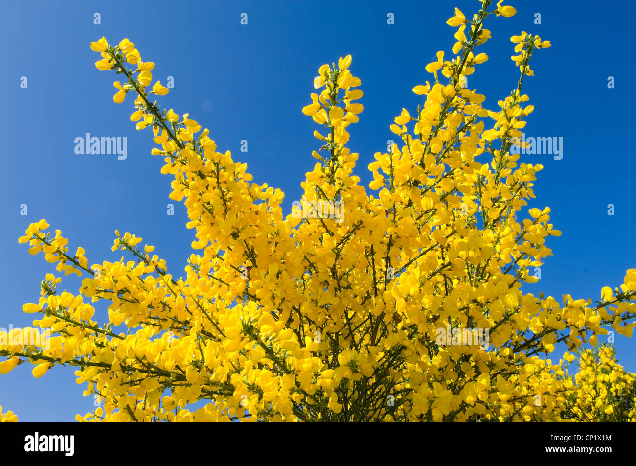 Broom in flower, against a clear blue sky Stock Photo Alamy