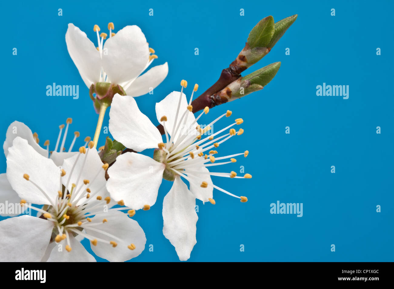 branch of cherry blossoms against the blue sky Stock Photo - Alamy
