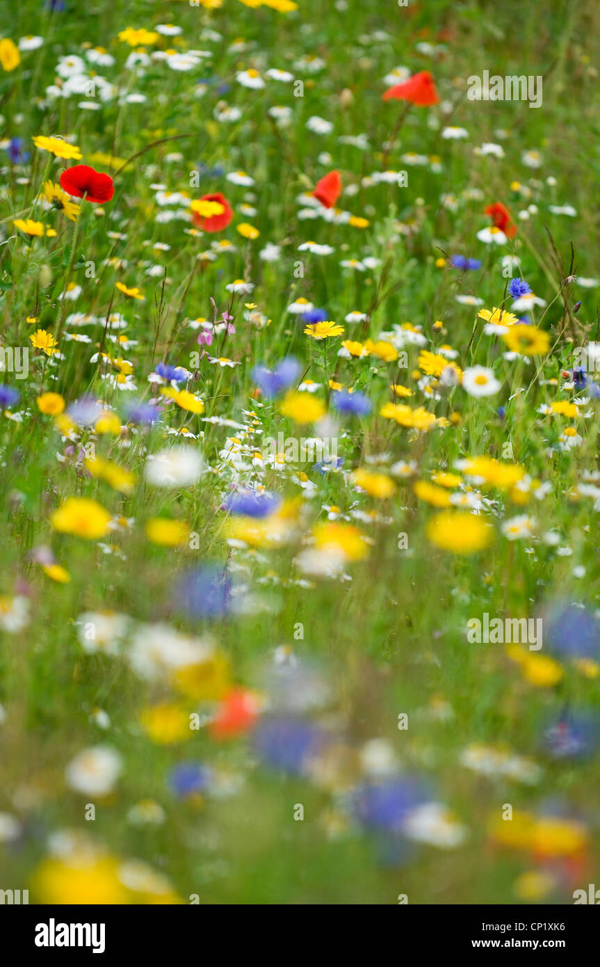 Wildflowers wildflower cornflower meadow hi-res stock photography and ...