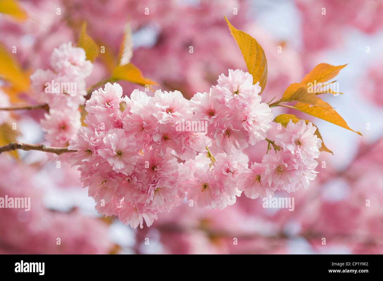 Pink cherry blossom in spring Stock Photo - Alamy