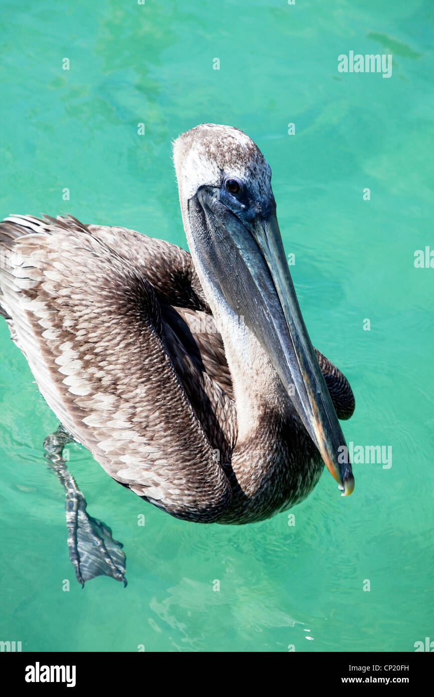Brown pelican Stock Photo
