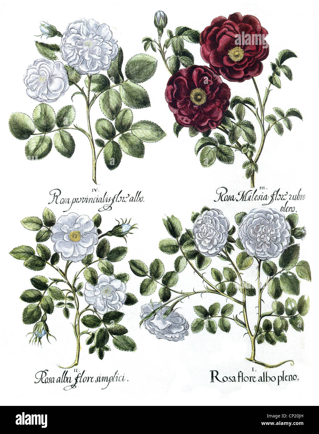 botany, flowers, roses, smelling white rose (Rosa spec.), red Gallic rose (Rosa gallica), white rose with simple leaves (Rosa, Artist's Copyright has not to be cleared Stock Photo