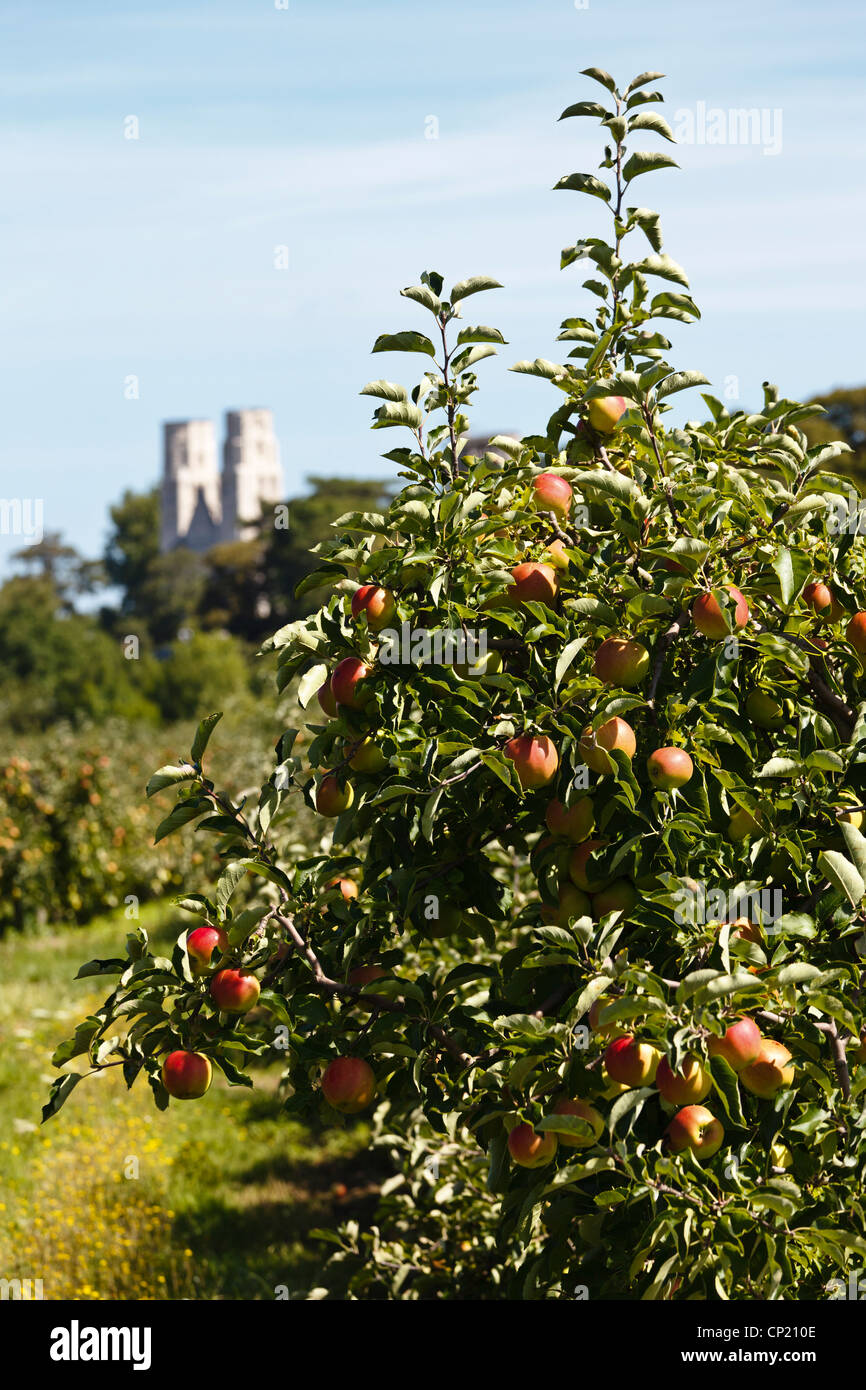 Apple trees on the Fruit Road (Route des Fruits) and Jumièges Abbey in the background, Normandy, France. Stock Photo