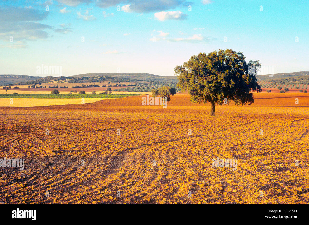 Castilla-la Mancha, trees in agricultural landscape near Urda Stock ...
