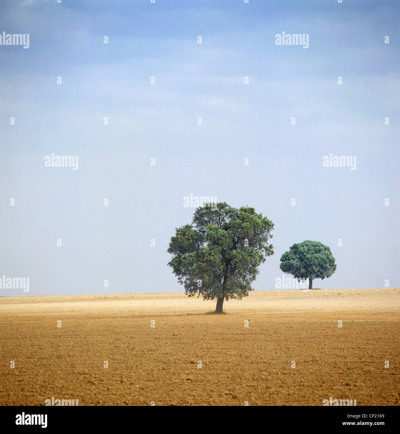 Castilla-La Mancha, trees in agricultural landscape near El Toboso ...