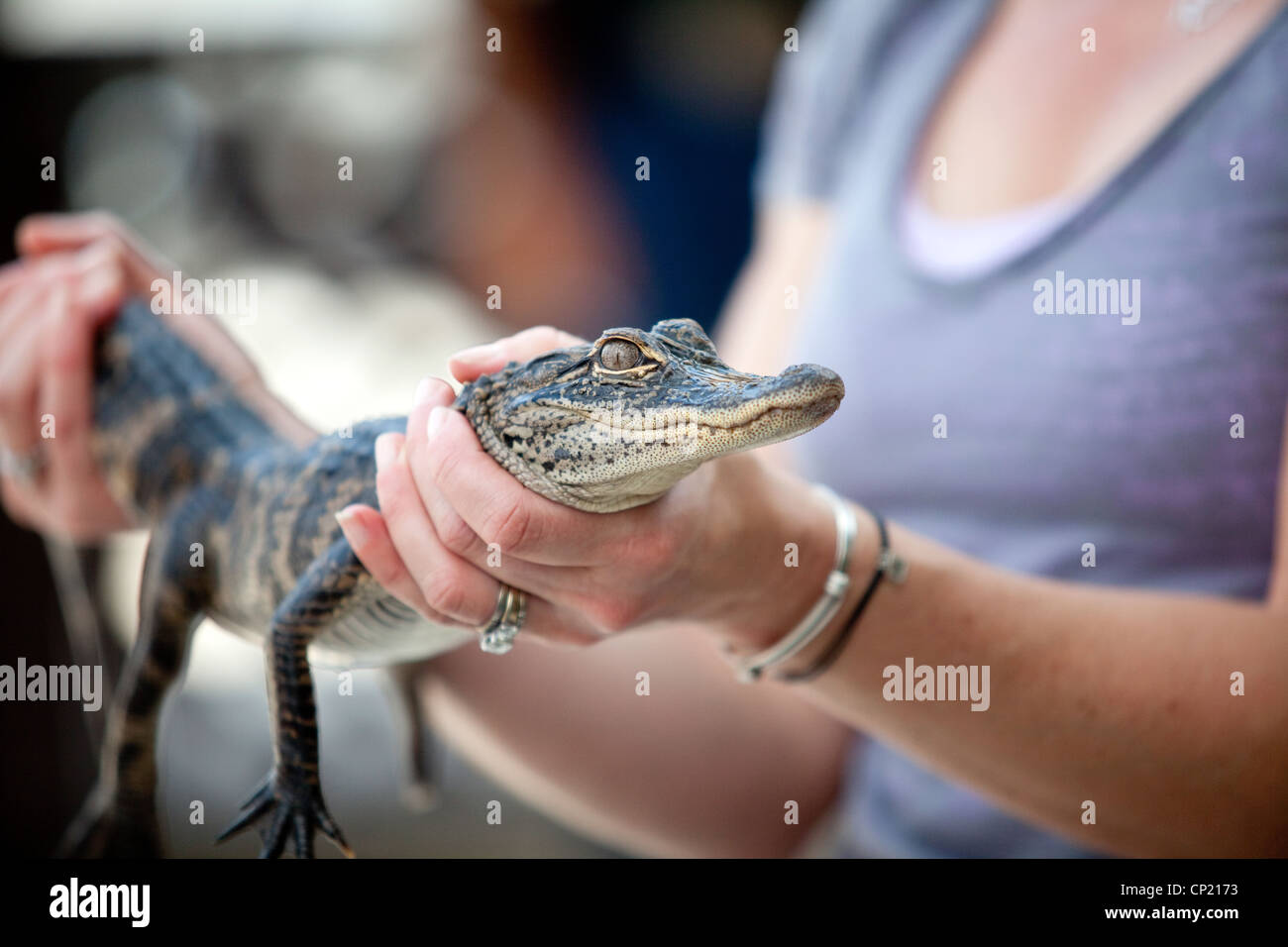 Florida alligator person hi-res stock photography and images - Page 3 -  Alamy