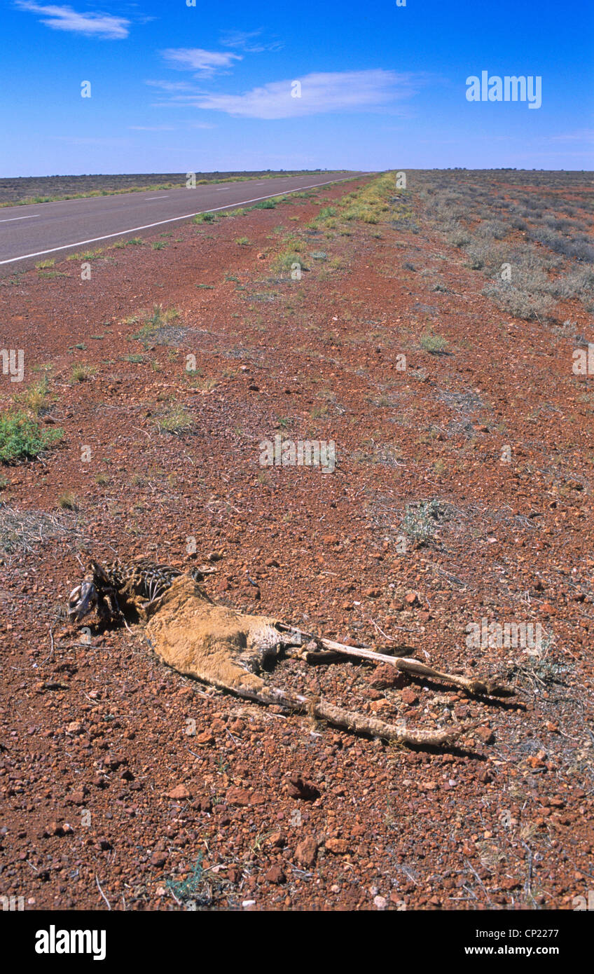South Australia, roadkill, dead kangaroo along the Stuart Highway through the outback between Coober Pedy and Alice Springs Stock Photo