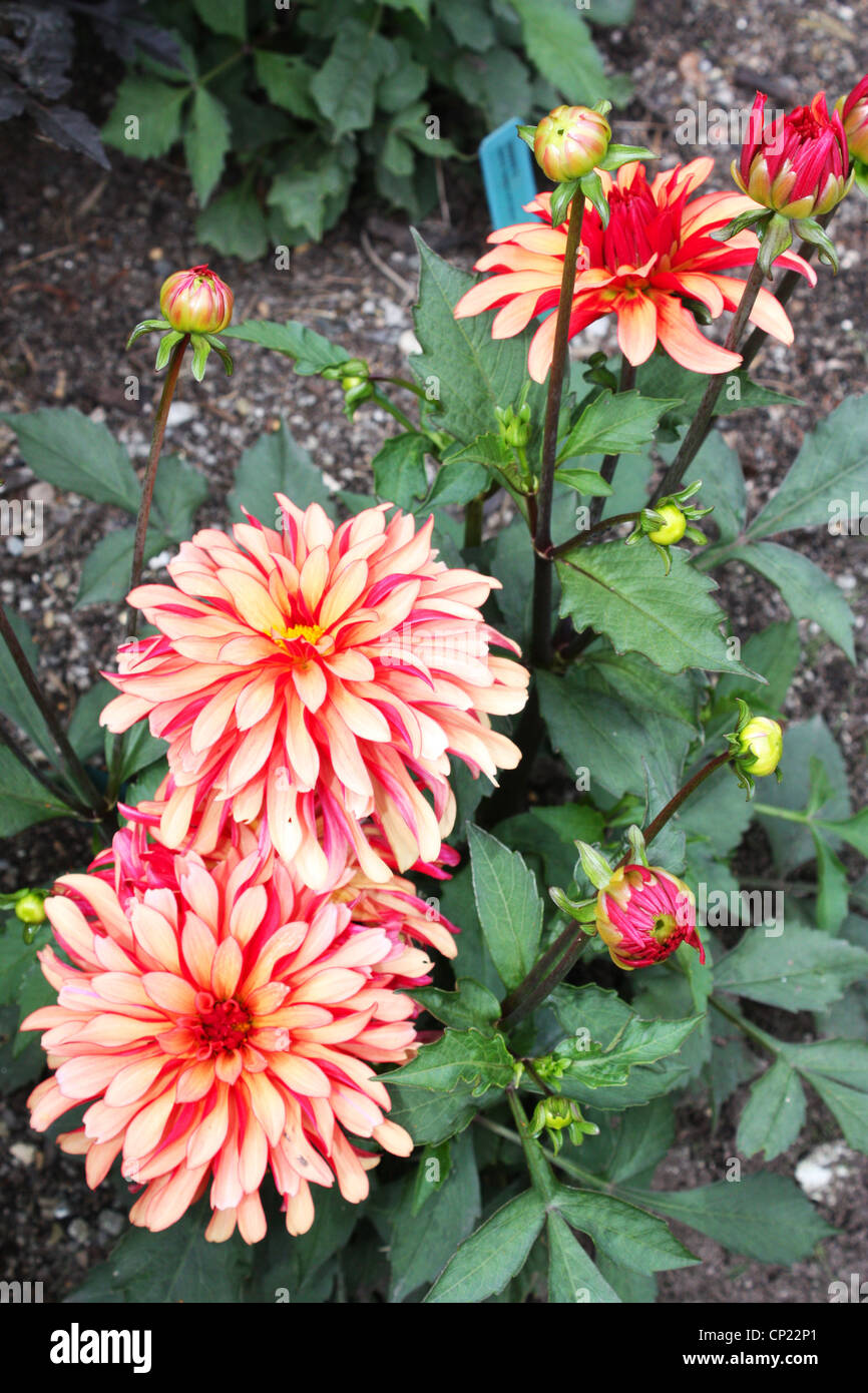Orange dahlia flowers with green leaves in a garden Stock Photo