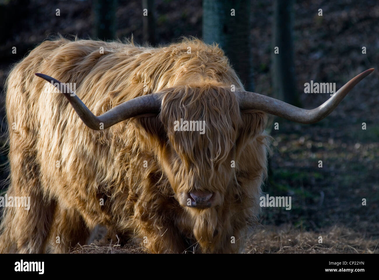 Close up Highland Cattle bullock, head down, clearly showing horns, Perth and Kinross, Stock Photo