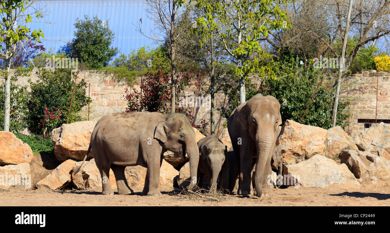 Elephants at Chester Zoo Stock Photo Alamy