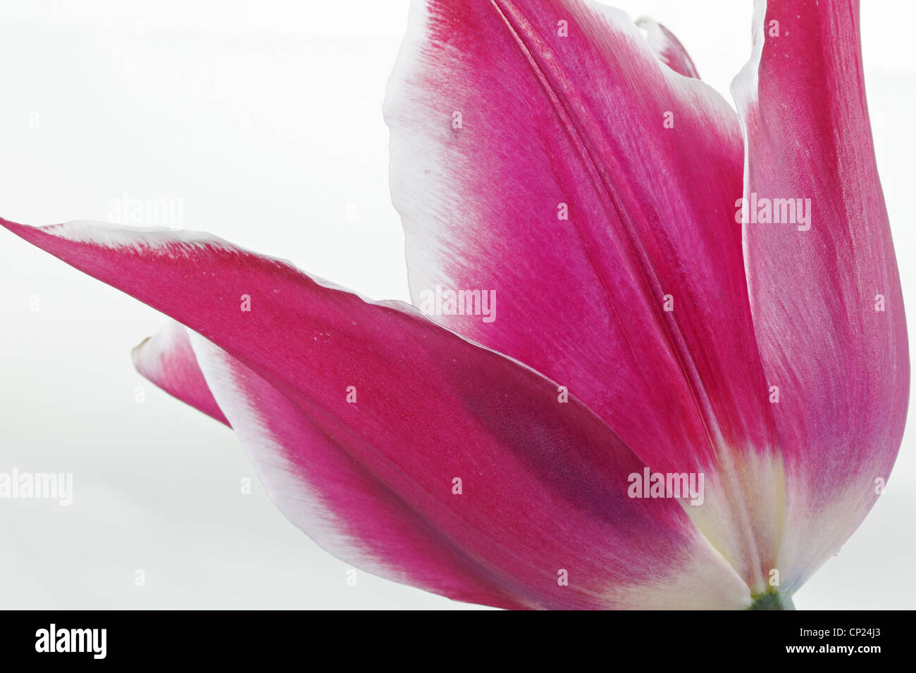 Pink tulip flower close hi-res stock photography and images - Alamy
