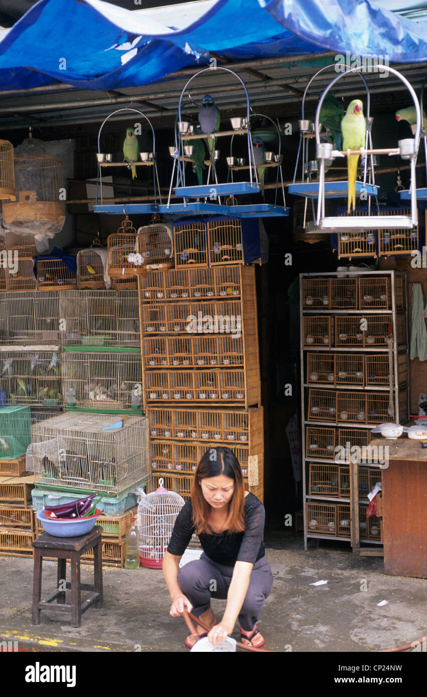 China, Shanghai, the Bird and flower market, bird shop Stock Photo Alamy