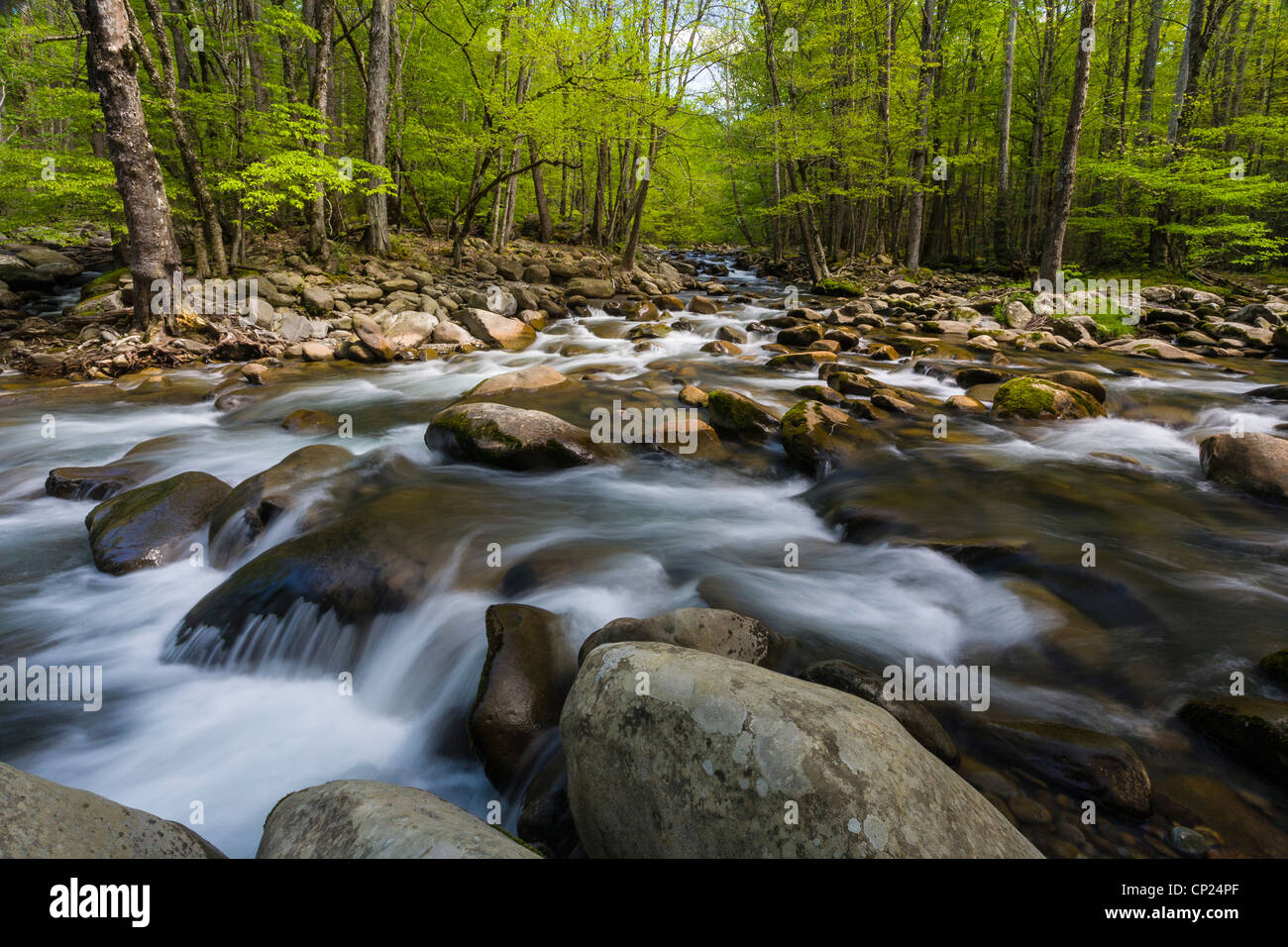 Spring on the Middle Prong of the Little Pigeon River in the Greenbrier area of the Great Smoky Mountains National Park in Tenn Stock Photo