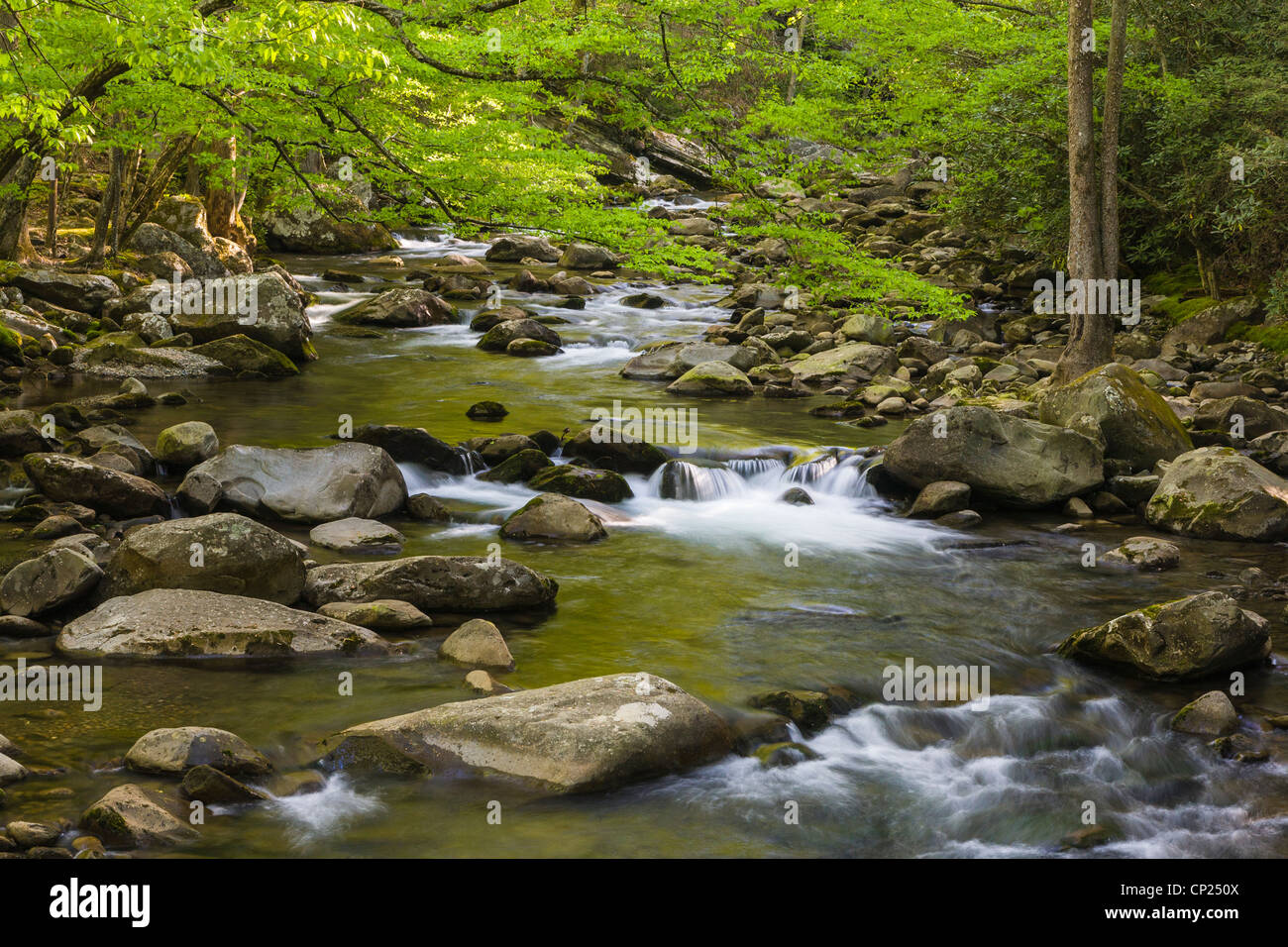 Spring on the Middle Prong of the Little Pigeon River in the Greenbrier area of the Great Smoky Mountains National Park in Tenn Stock Photo