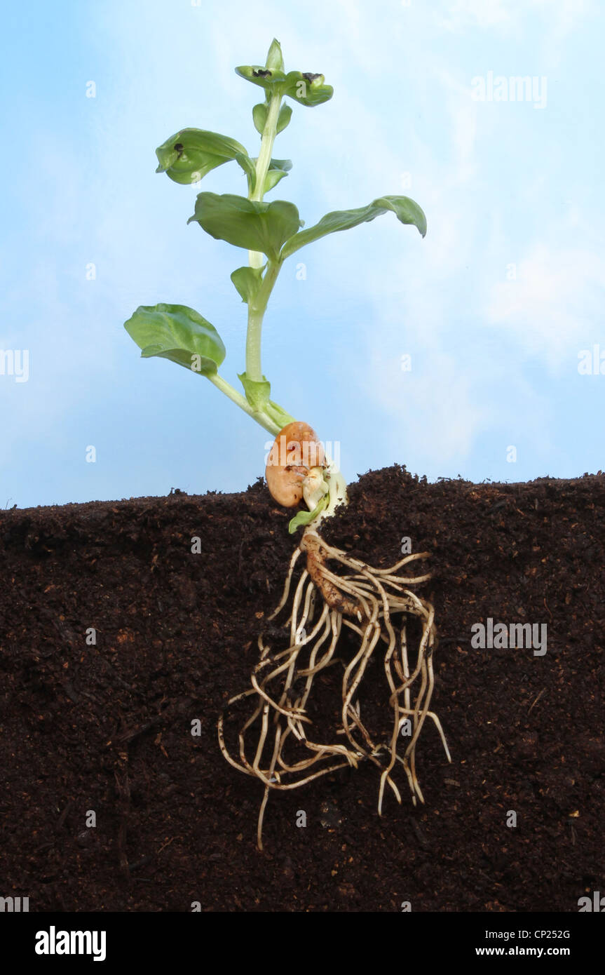 Bean plant roots hires stock photography and images Alamy