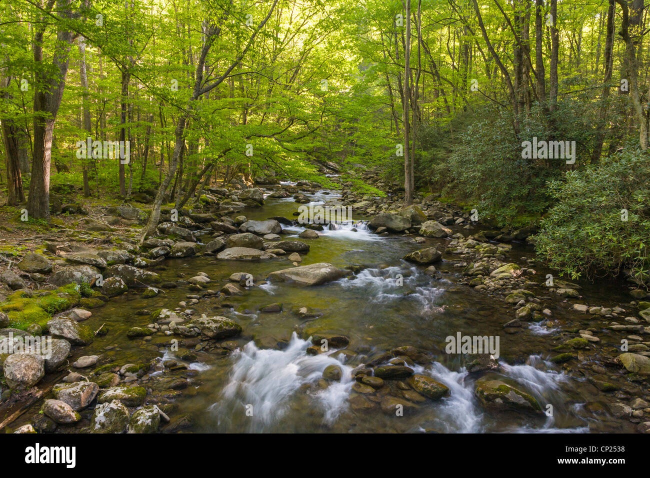 Spring on the Middle Prong of the Little Pigeon River in the Greenbrier area of the Great Smoky Mountains National Park in Tenn Stock Photo