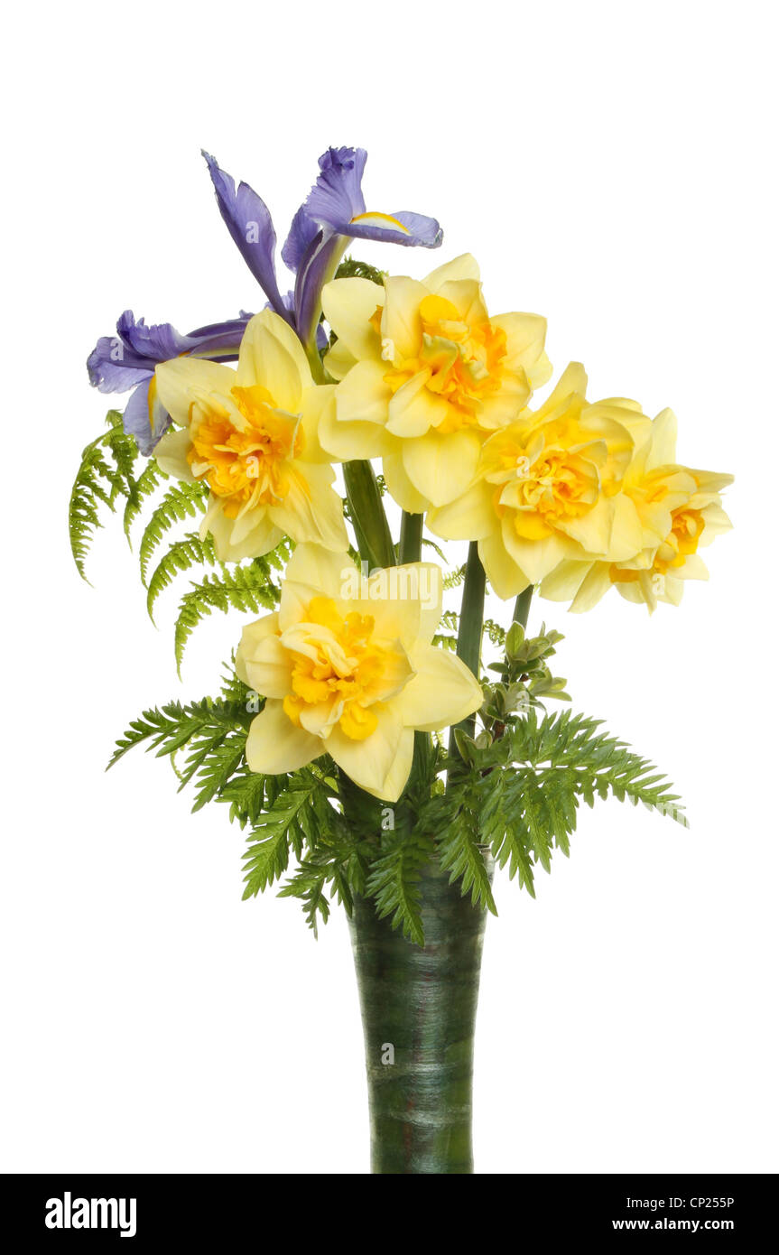 Closeup of daffodil with green foliage and a blue iris flower in a vase isolated against white Stock Photo