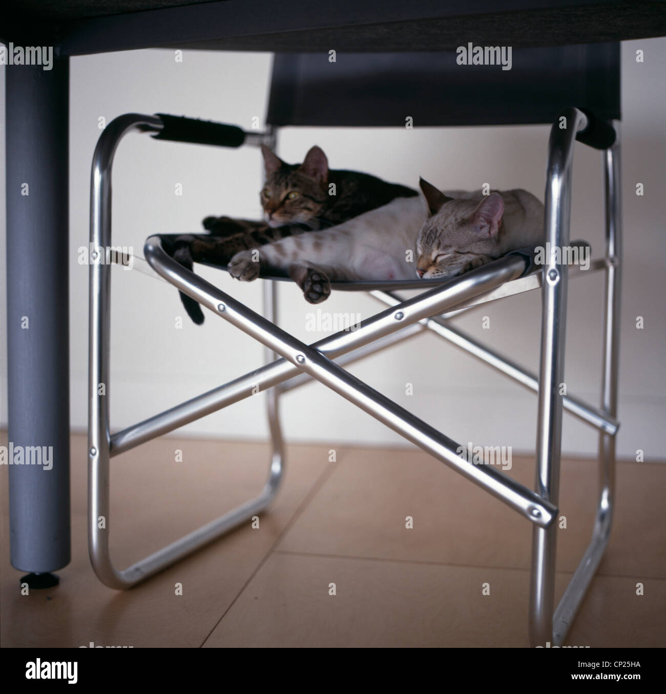 Shut that door: Converted shoe factory. Close-up of two cats on a folding chair. Jamie Falla, MOOArc Stock Photo