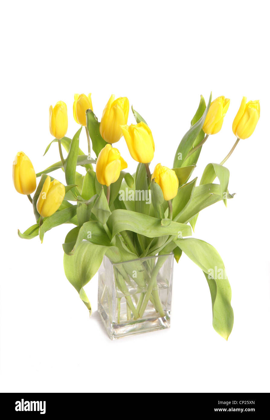 Yellow tulips in a vase studio cutout Stock Photo