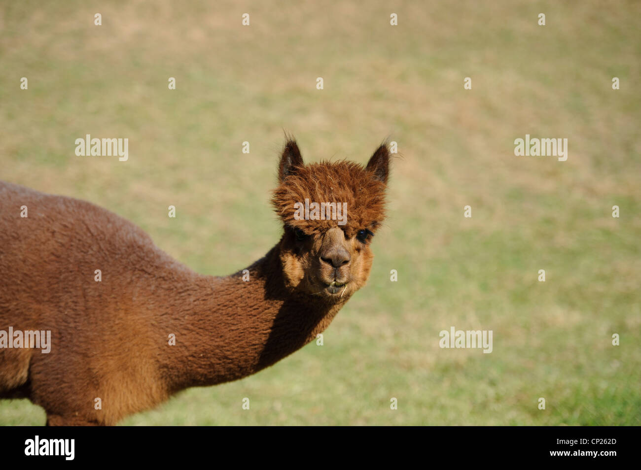 Side view of alpacas head hi-res stock photography and images - Alamy