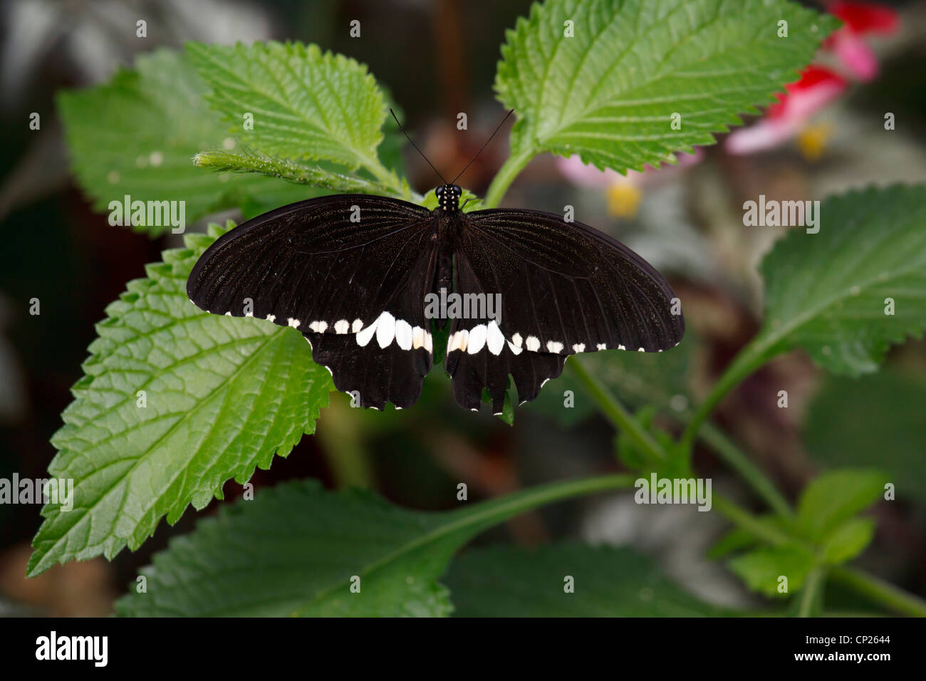 A Butterfly at Chester Zoo Stock Photo - Alamy