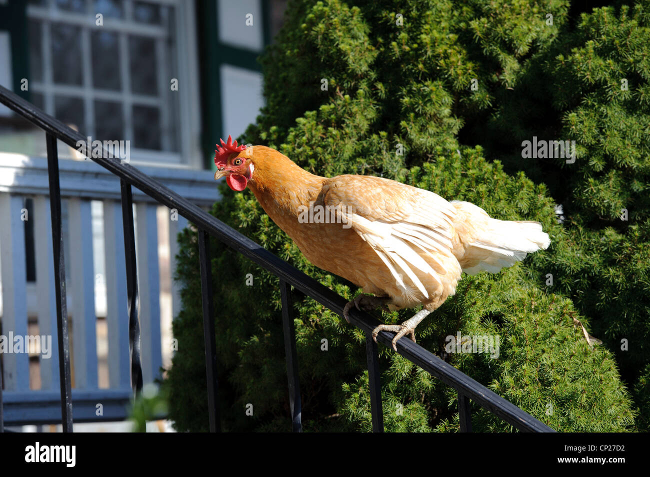 HEN ON HAND RAIL Stock Photo