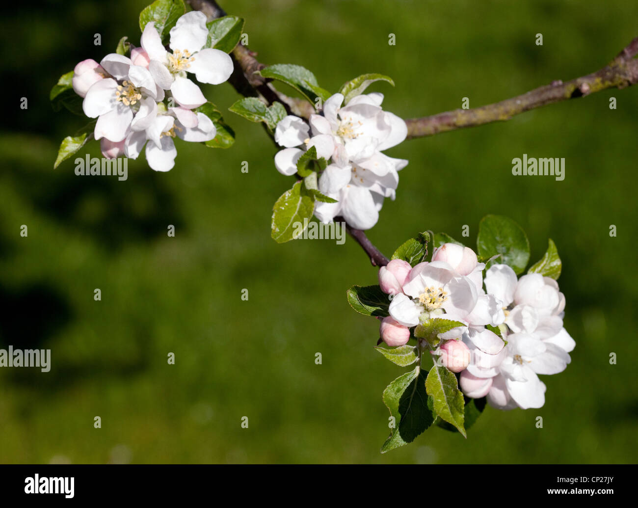 Close up of Apple blossom, variety 'Discovery', UK Stock Photo